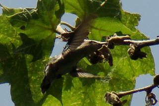 Archilochus alexandri - Schwarzkinnkolibri